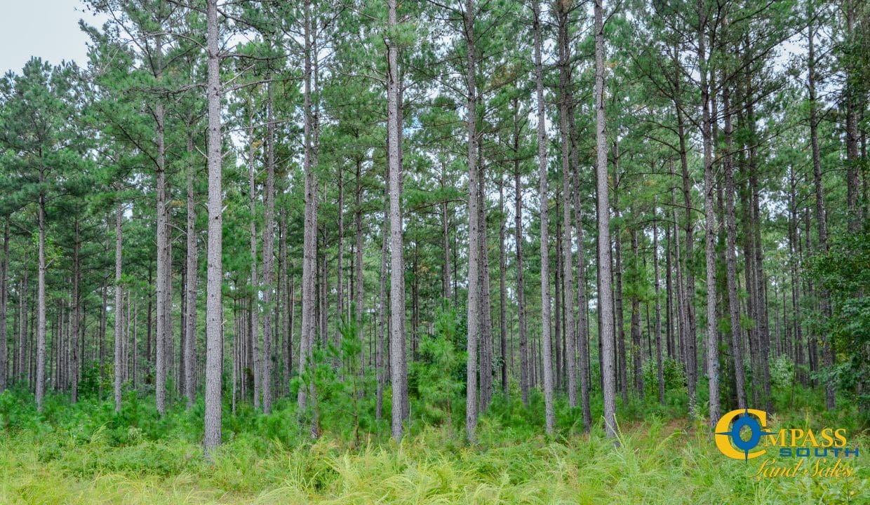 Padgett's Creek Land for Sale in South Carolina-36