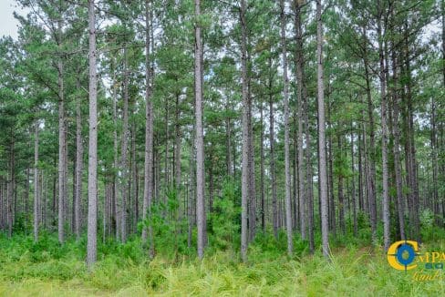 Padgett's Creek Land for Sale in South Carolina-36