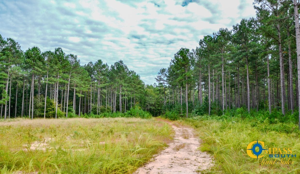 Padgett's Creek Land for Sale in South Carolina-37