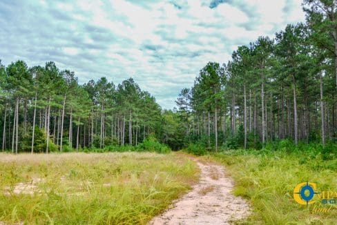 Padgett's Creek Land for Sale in South Carolina-37