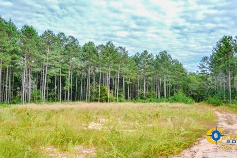 Padgett's Creek Land for Sale in South Carolina-38