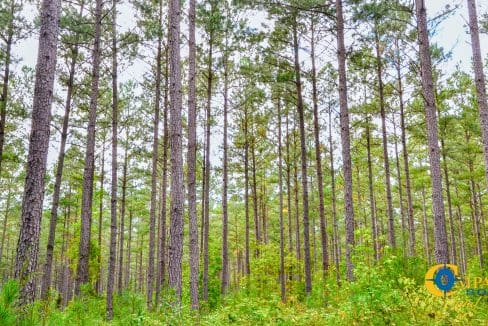 Padgett's Creek Land for Sale in South Carolina-39