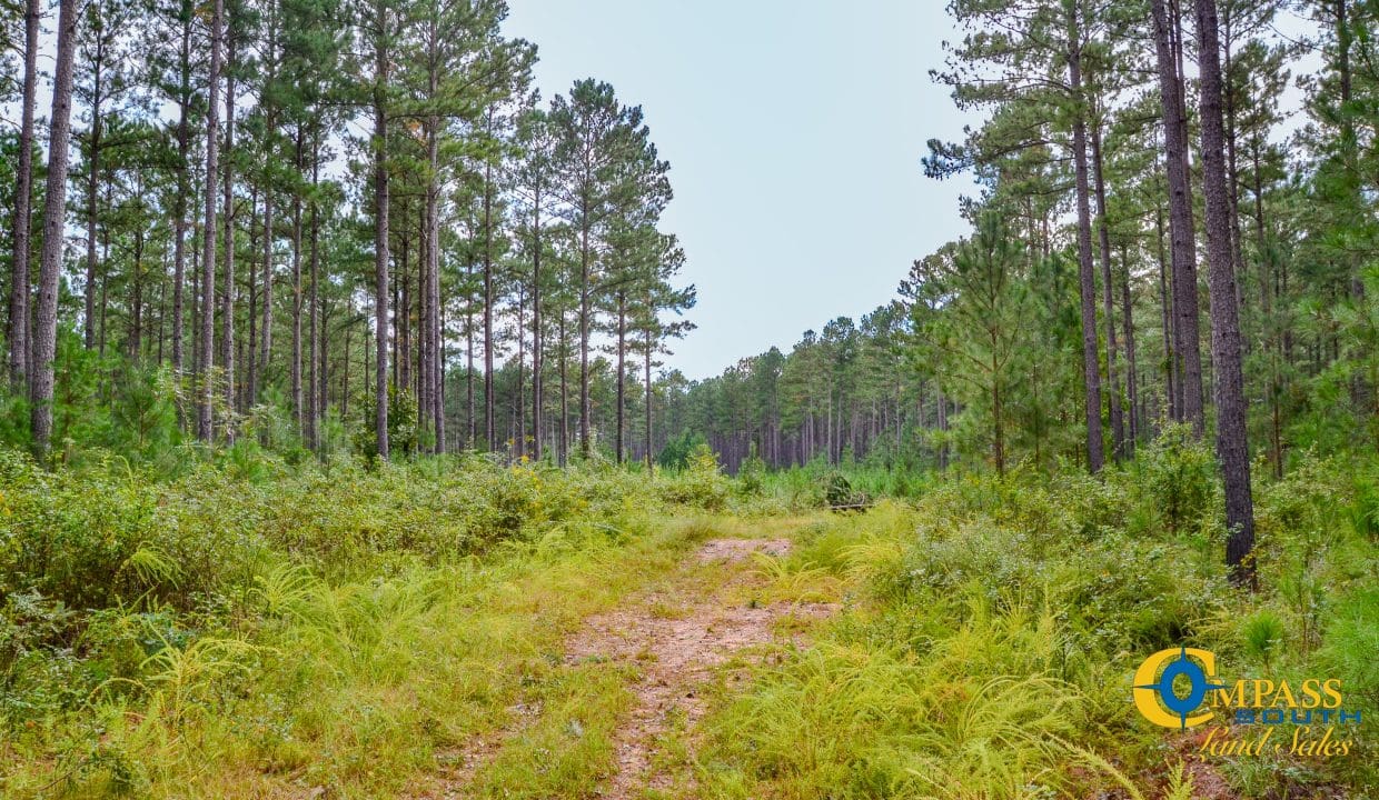 Padgett's Creek Land for Sale in South Carolina-40