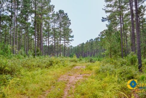 Padgett's Creek Land for Sale in South Carolina-40