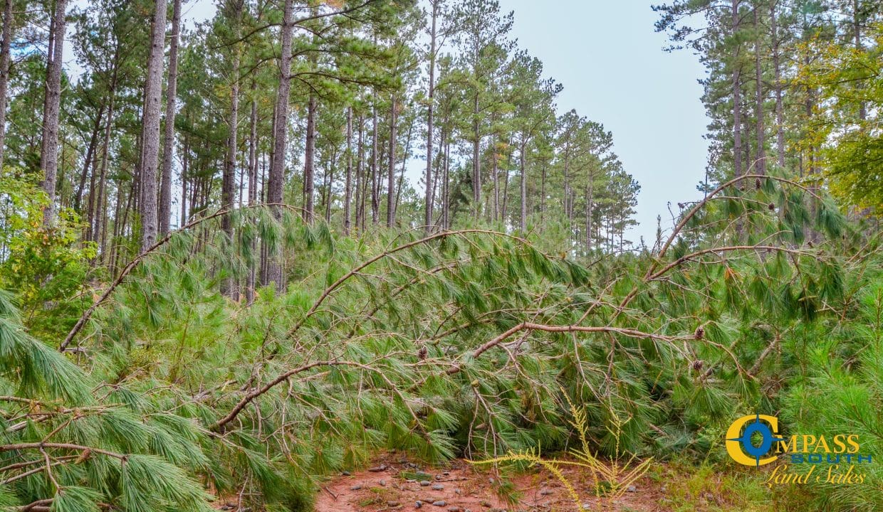 Padgett's Creek Land for Sale in South Carolina-41