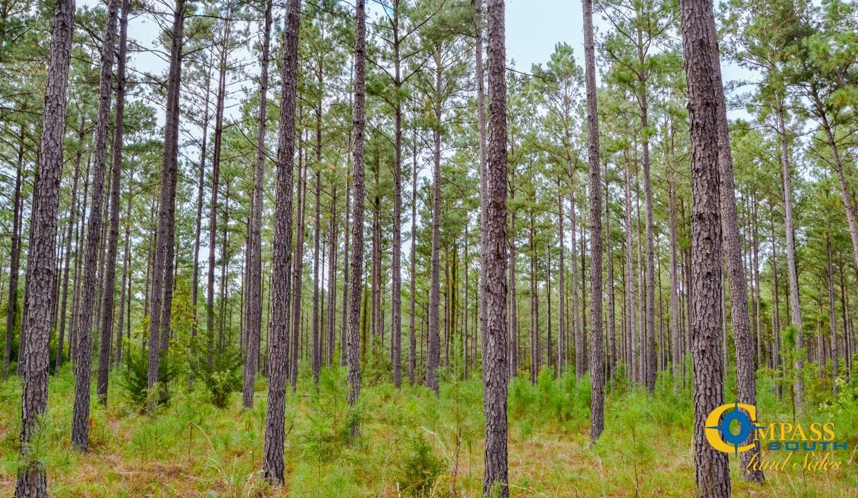 Padgett's Creek Land for Sale in South Carolina-42