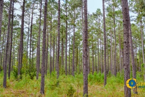 Padgett's Creek Land for Sale in South Carolina-42