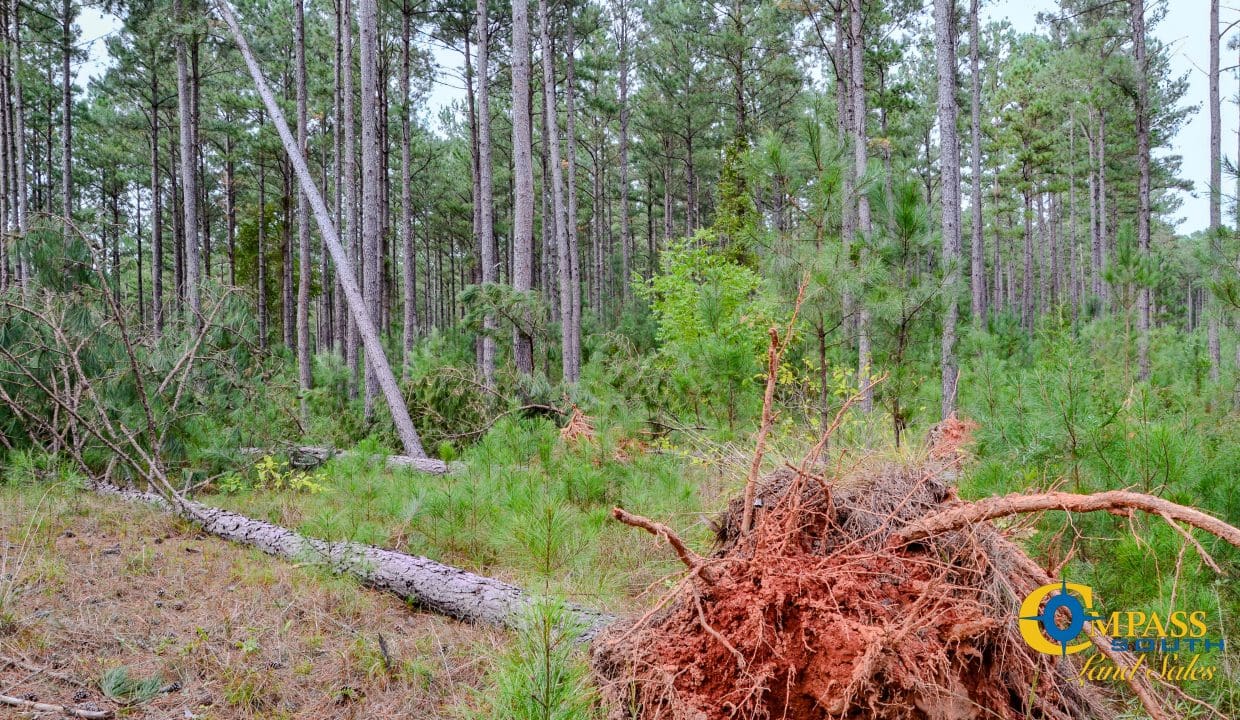 Padgett's Creek Land for Sale in South Carolina-43