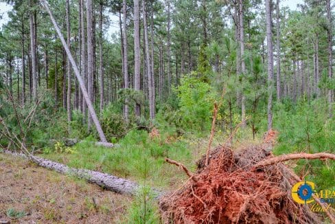 Padgett's Creek Land for Sale in South Carolina-43