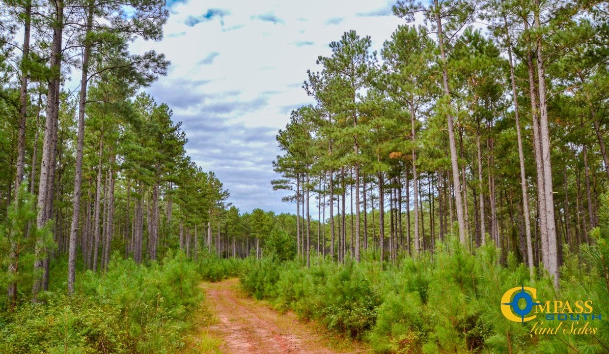 Padgett's Creek Land for Sale in South Carolina-44