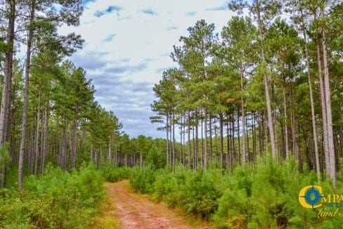 Padgett's Creek Land for Sale in South Carolina-44