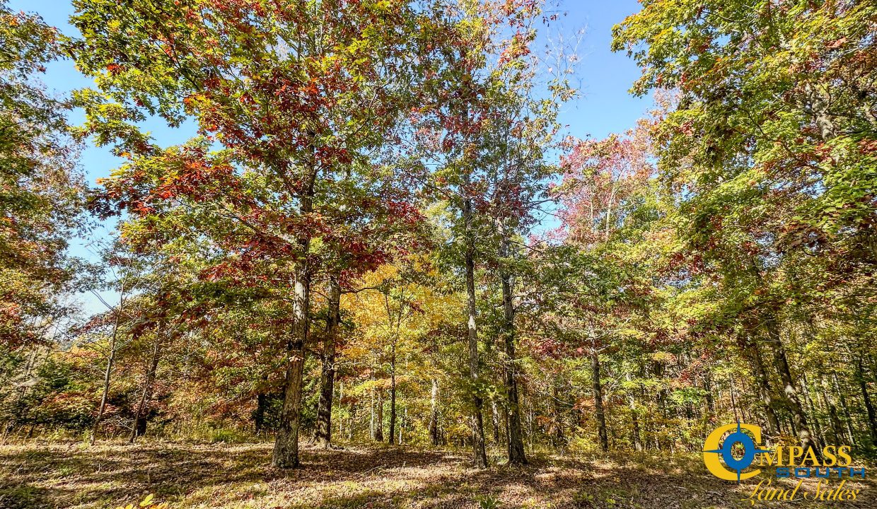 Pleasantville South Hunting Tennessee Land for Sale-41