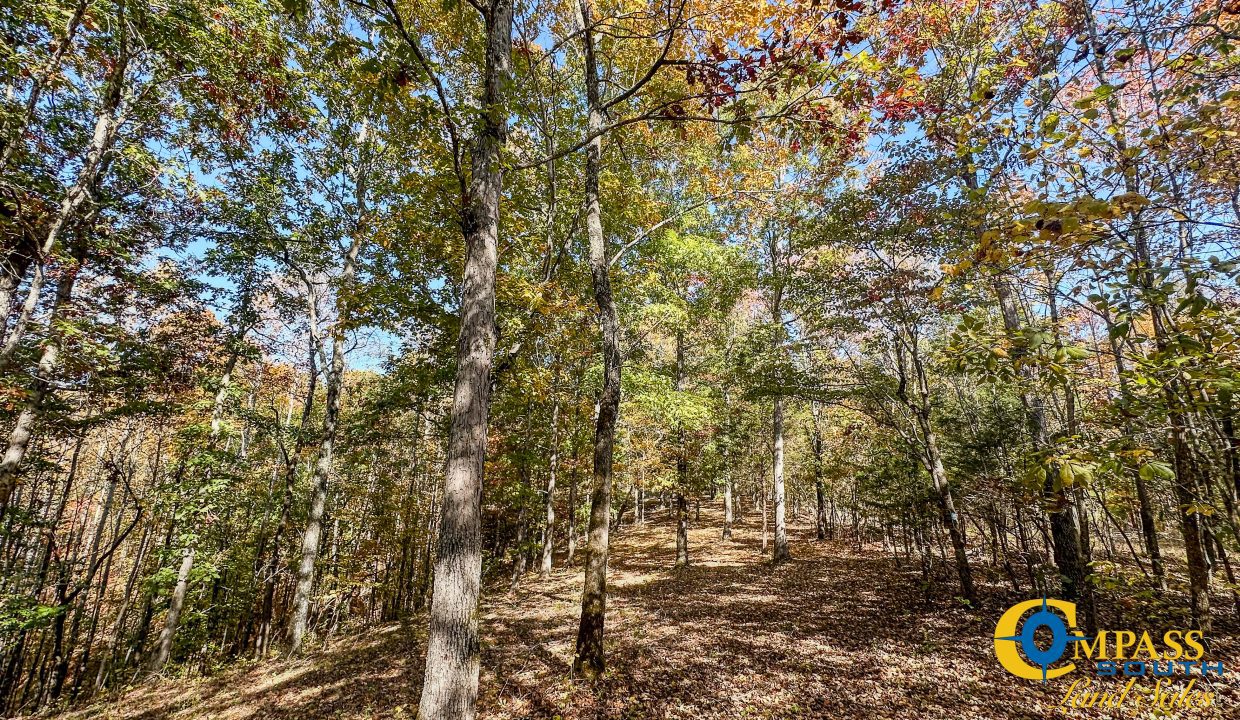 Pleasantville South Hunting Tennessee Land for Sale-42