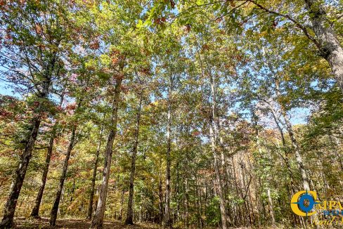 Pleasantville South Hunting Tennessee Land for Sale-43