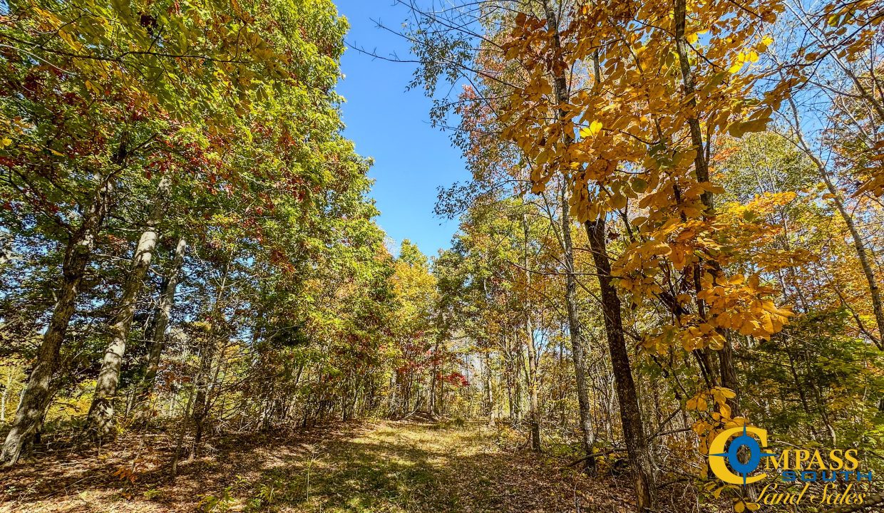 Pleasantville South Hunting Tennessee Land for Sale-48