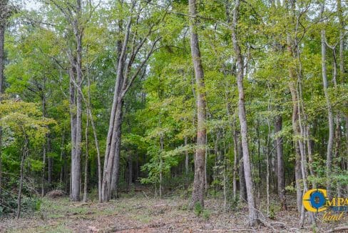 Sedalia HIll Land for Sale in South Carolina-16