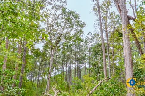 Sedalia HIll Land for Sale in South Carolina-17