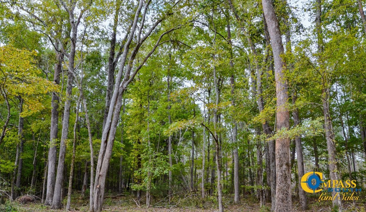 Sedalia HIll Land for Sale in South Carolina-21