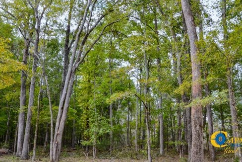 Sedalia HIll Land for Sale in South Carolina-21