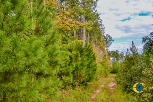 Sedalia HIll Land for Sale in South Carolina-22