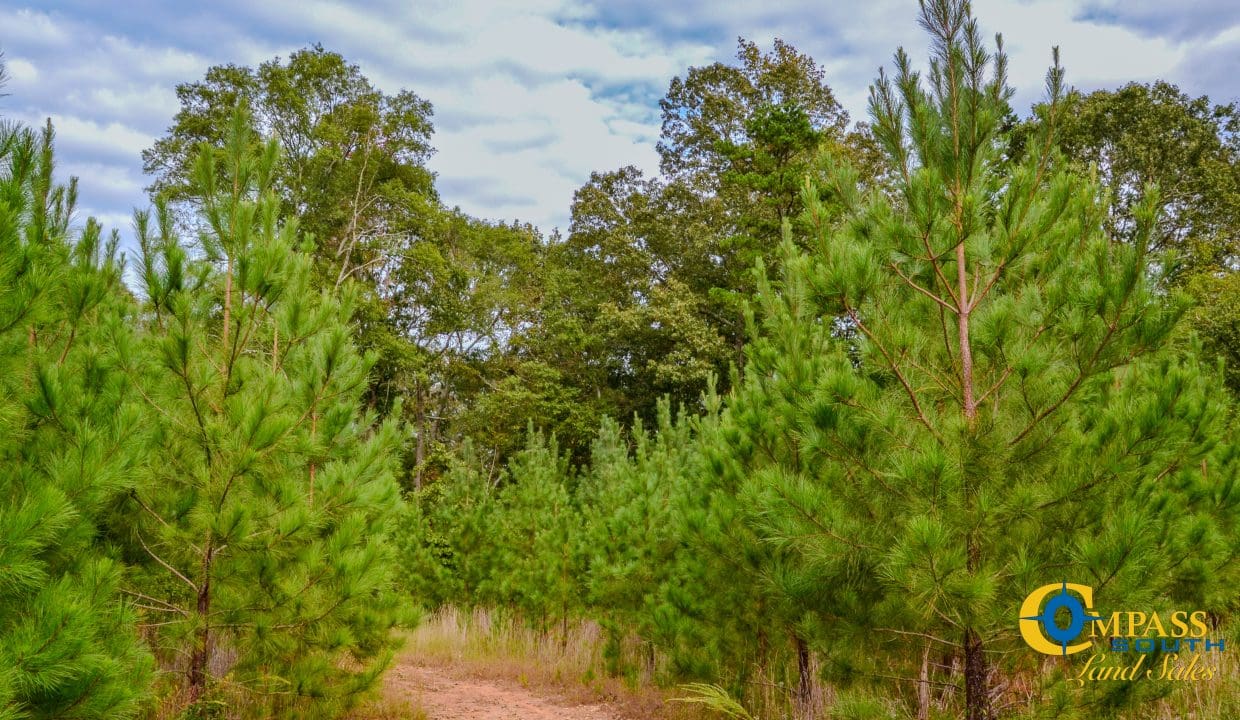 Sedalia HIll Land for Sale in South Carolina-25