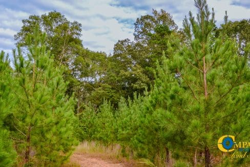 Sedalia HIll Land for Sale in South Carolina-25