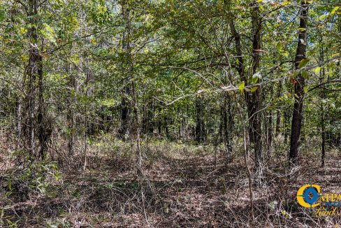 Toney 1 Arkansas Land for Sale-20