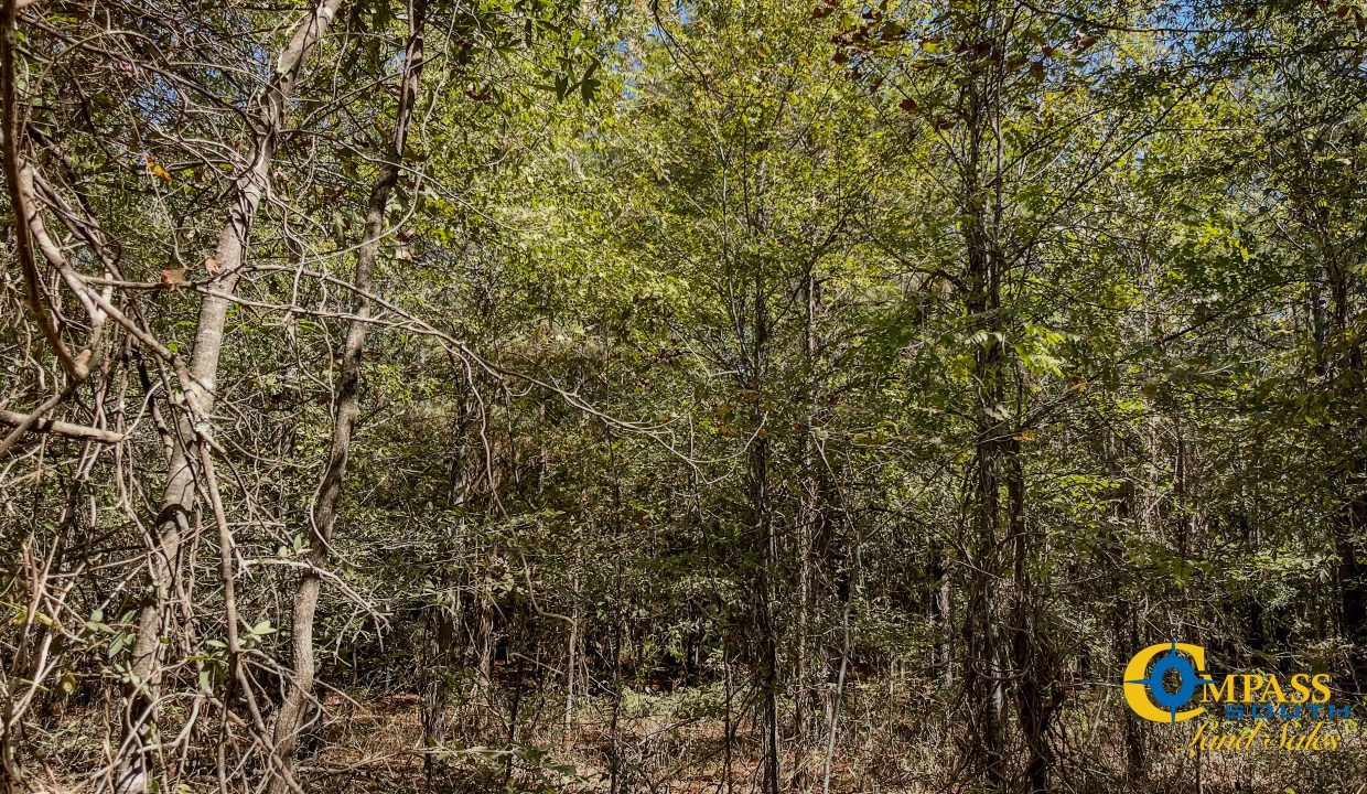 Toney 1 Arkansas Land for Sale-21