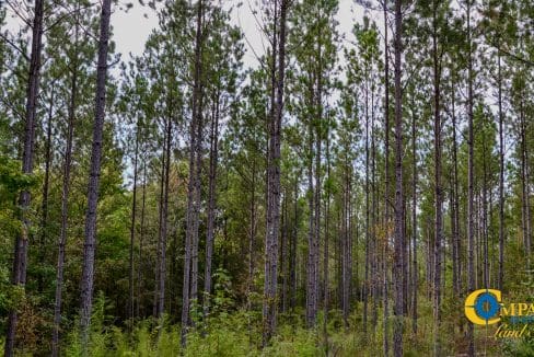 Union Highway Land for Sale in South Carolina-34