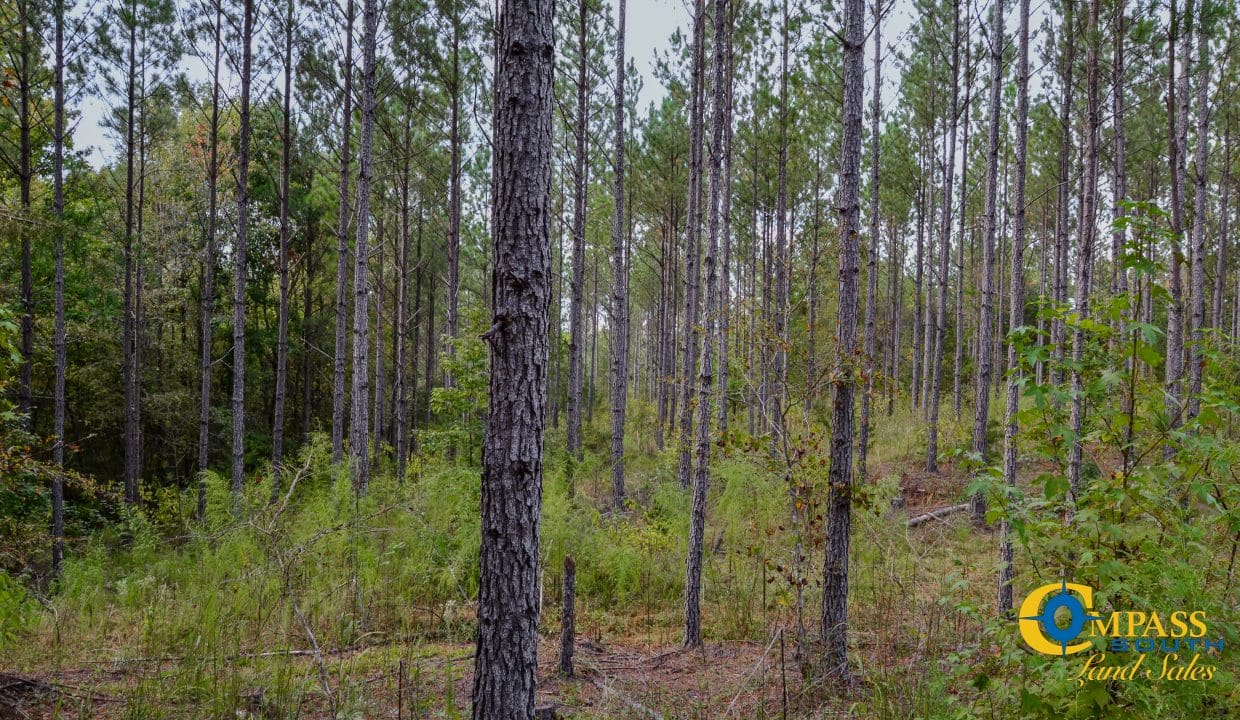 Union Highway Land for Sale in South Carolina-35