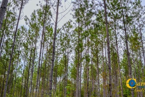 Union Highway Land for Sale in South Carolina-36