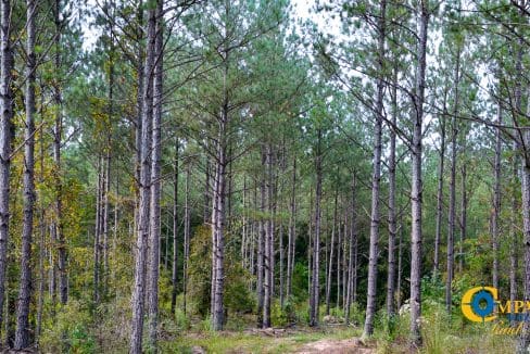 Union Highway Land for Sale in South Carolina-38