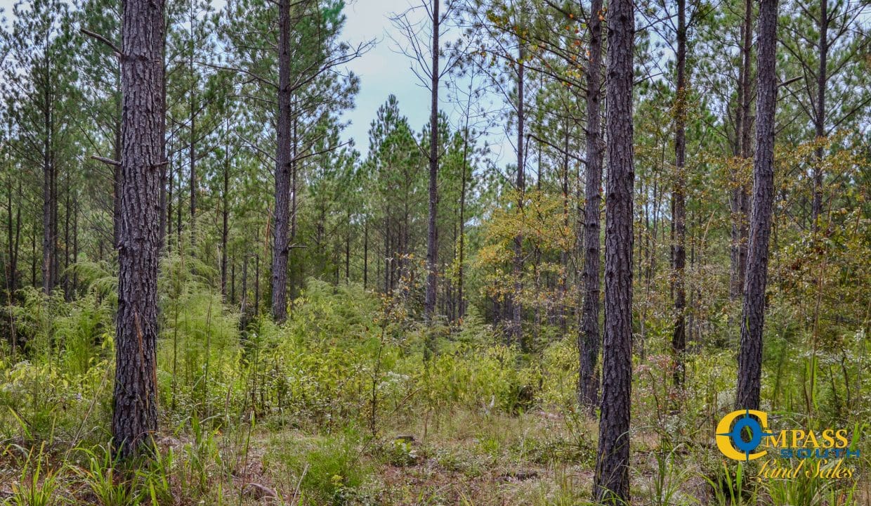 Union Highway Land for Sale in South Carolina-39