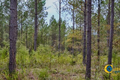 Union Highway Land for Sale in South Carolina-39