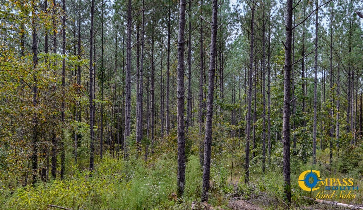 Union Highway Land for Sale in South Carolina-40