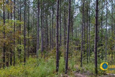 Union Highway Land for Sale in South Carolina-40