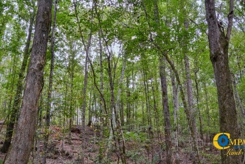 Union Highway Land for Sale in South Carolina-60