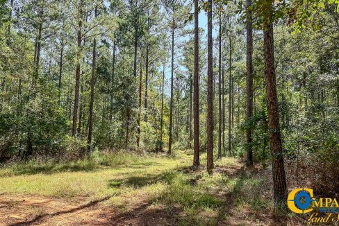 New Pheonix Farm Georgia Land for Sale-12