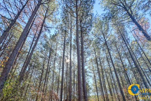 Timber Twist Ridge Tennessee-41