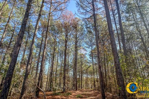 Timber Twist Ridge Tennessee-42