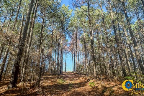 Timber Twist Ridge Tennessee-43