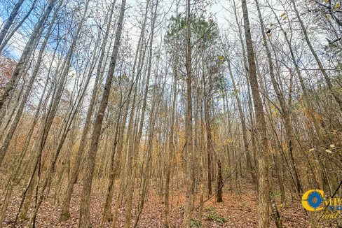 Williams Grove Tennessee Property for Sale-28