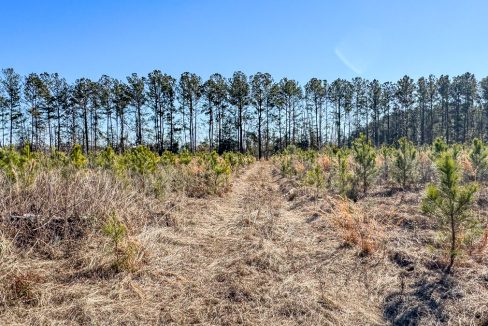 Bulloch Sands 1 Georgia Land for Sale-06