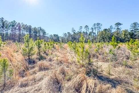 Bulloch Sands 1 Georgia Land for Sale-08