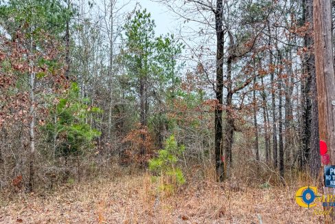 Dallas 170 Arkansas Land for Sale-56