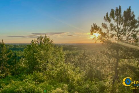 Longleaf Hill Land for Sale in SC-12