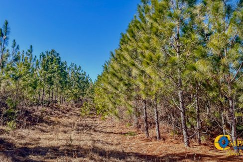 Longleaf Hill Land for Sale in SC-13