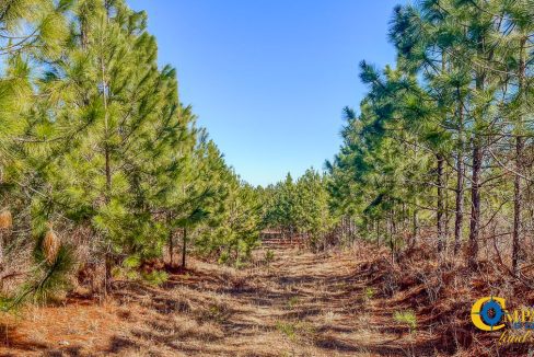 Longleaf Hill Land for Sale in SC-20