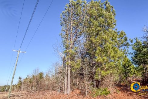 Longleaf Hill Land for Sale in SC-22