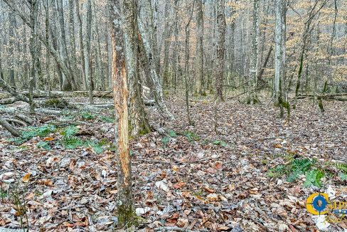 Spinks Tract Tennessee Land for Sale-47